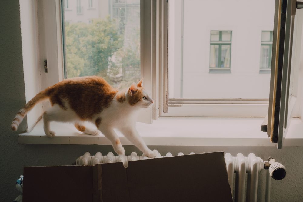 Curious cat walking along window sill