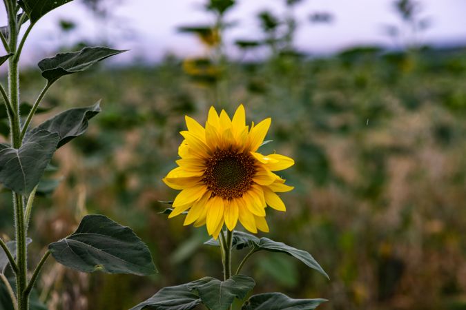 Blooming sunflower outside