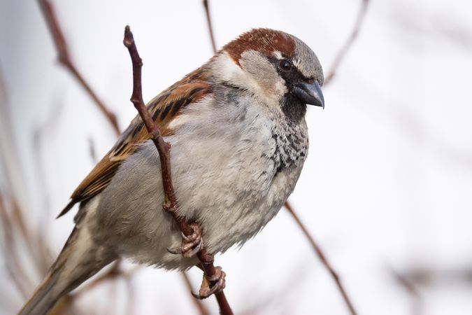 House sparrow on tree branch