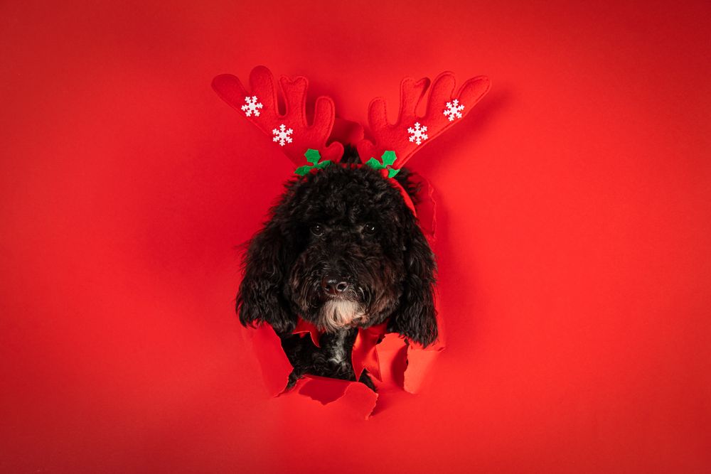 Concept of Merry Christmas, funny Christmas dog
