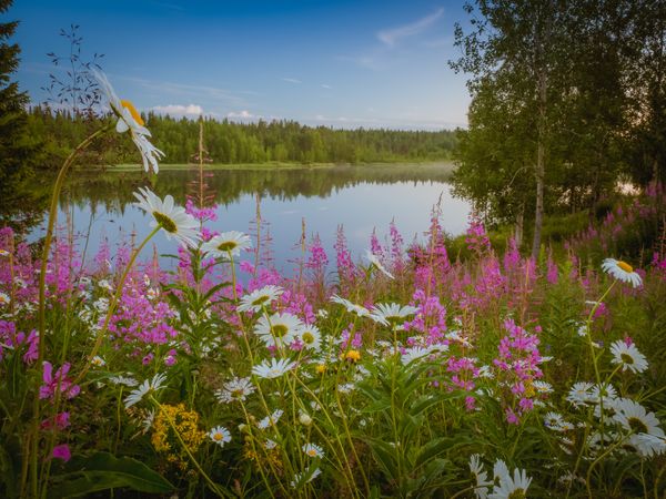 Blooming meadow on shore of lake