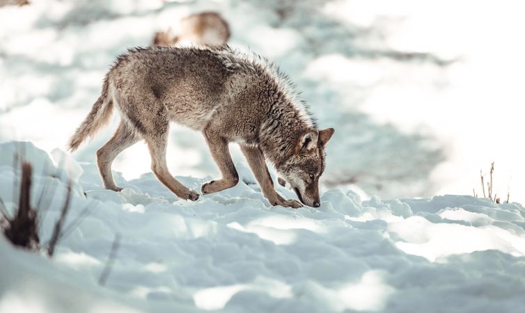 Wolf on hill near stones and snow