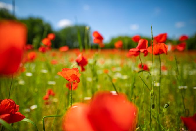 Poppies and daisies in a park