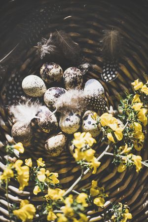 Quail eggs with feathers and yellow flowers in basket