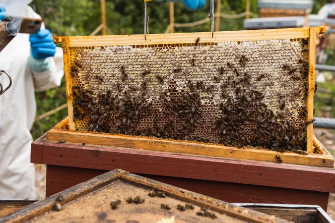 Anonymous beekeeper with honeycomb in apiary