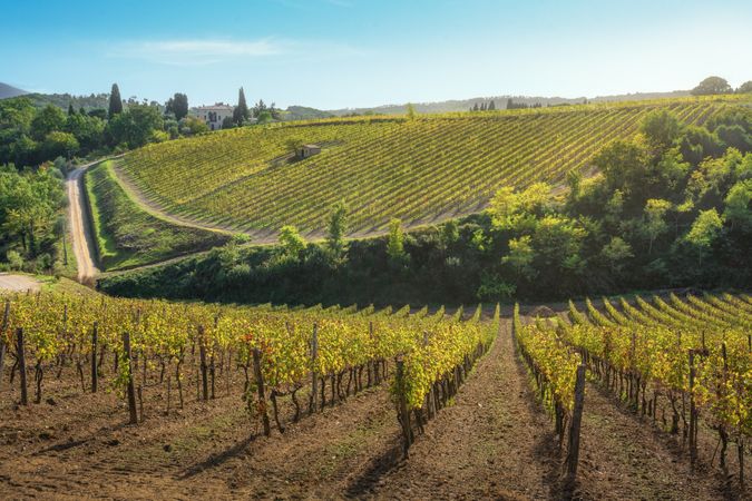 Montalcino vineyards in autumn, Tuscany region, Italy