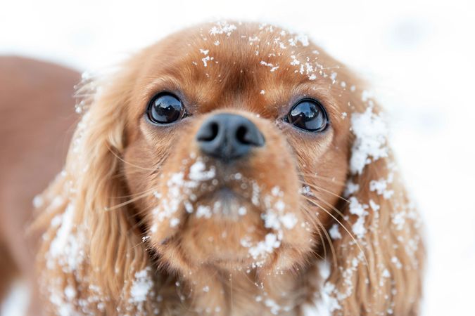 Cavalier spaniel face covered in snow