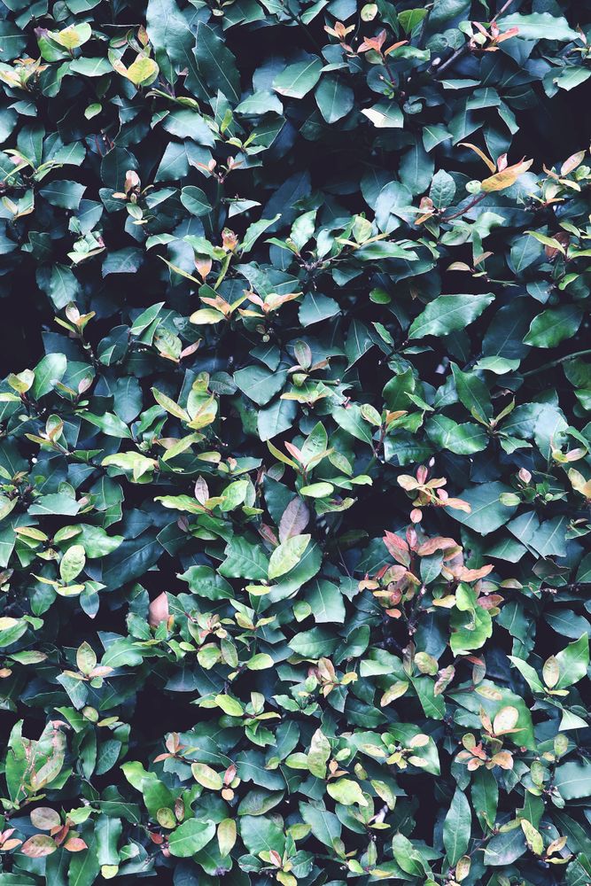 Green foliage in close up in summer garden.