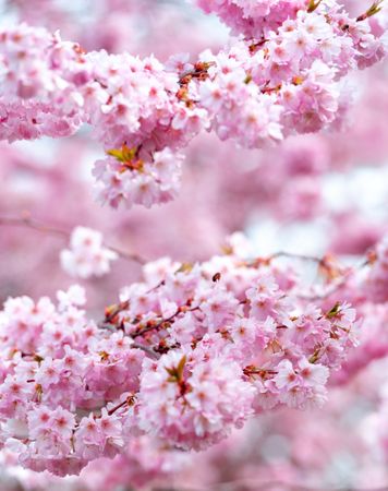 Cherry tree flowers, extreme close-up
