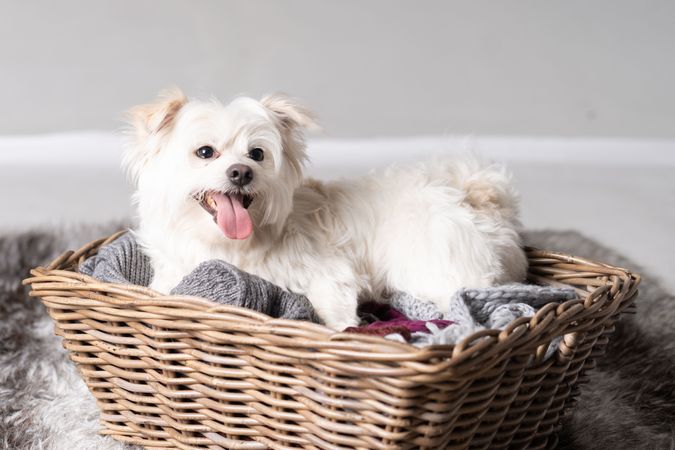 Adorable maltese dog in basket on rug