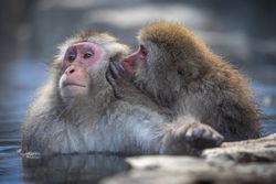 Two brown monkeys outdoor
