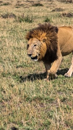 Majestic lion walking in the savannah in Kenya