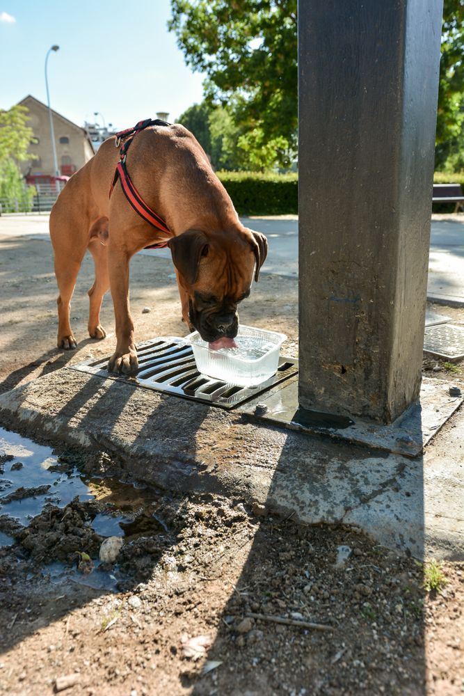 Boxer dog thirsty is drinking water.