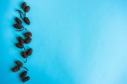 Festive xmas card concept of pine cone ornament on blue background