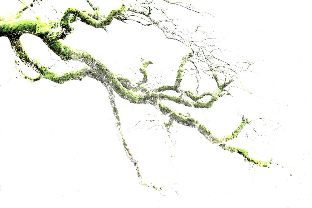 Green branches covered with moss