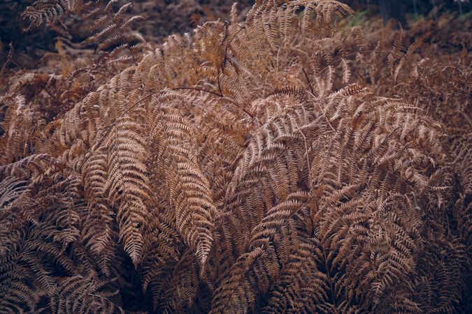 Background of dry fern growing in forest