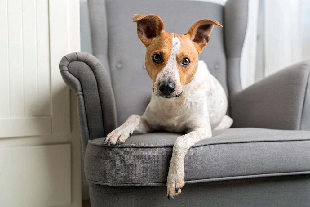 Dog sitting on grey seat