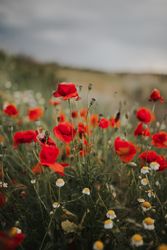 Amazing field with poppies and daisies