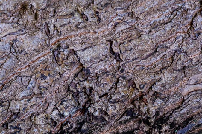 Tree Bark Texture