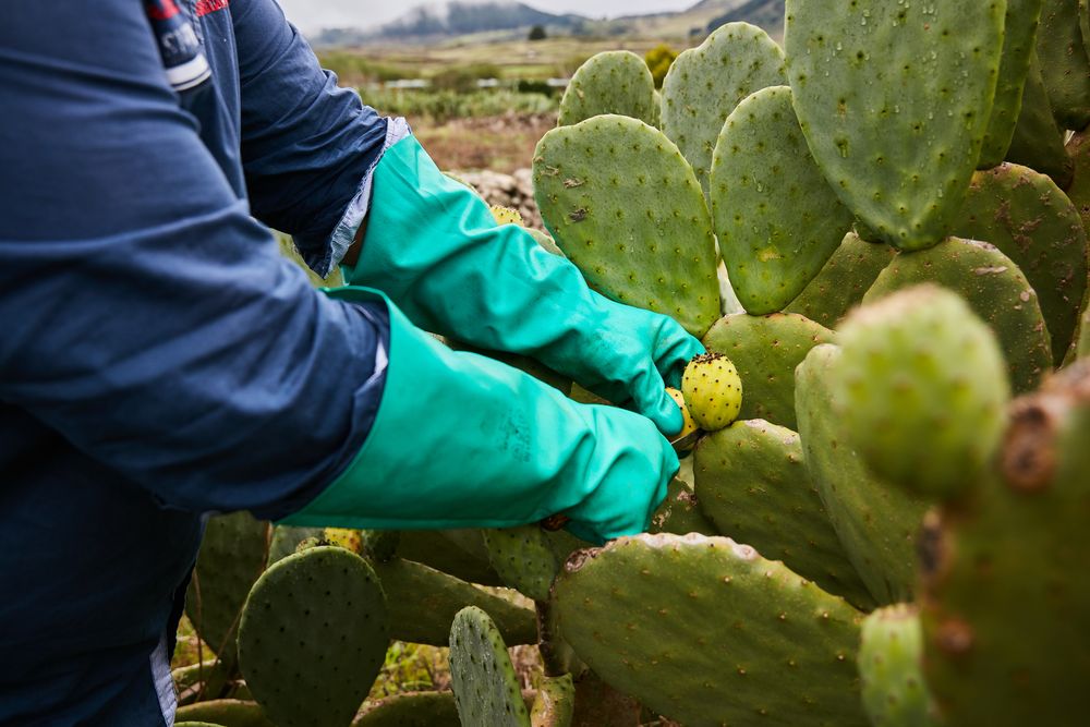 Crop worker cutting fruit of prickly pear cactus