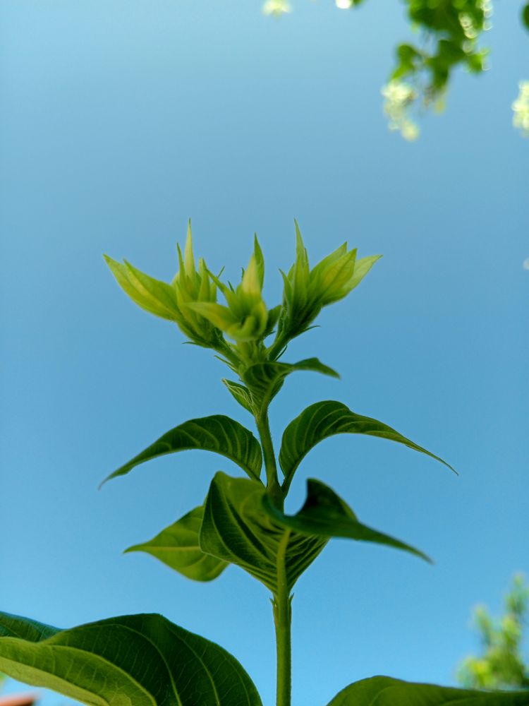 Bougainvillea leaves with clear blue sky background.