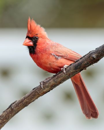 Red Northern cardinal perched on brown tree branch
