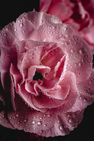 bouquet of pink carnations flowers