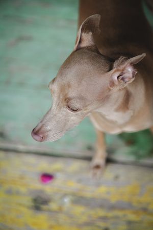 Cautious dog sitting on shabby wooden floor