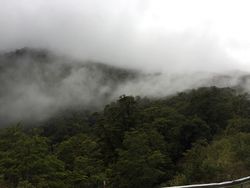 Mist encroaching on trees