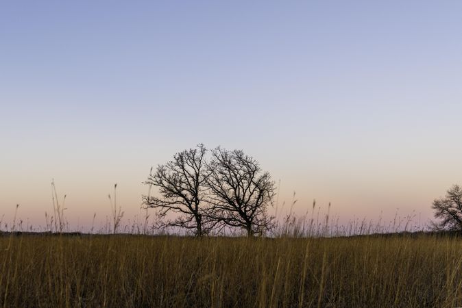 Trees standing in a field during sunset