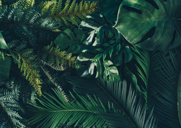 Creative nature background with green tropical palm leaves