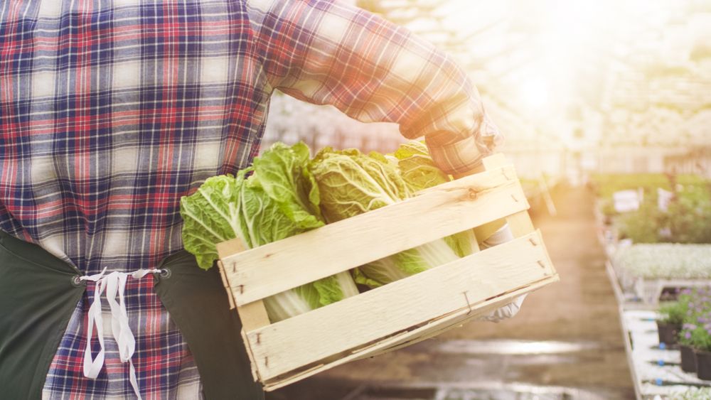Happy Farmer Walks with Box full of Vegetables Through Industrial, Bright Greenhouse.