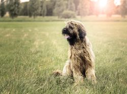 Irish terrier on green grass field