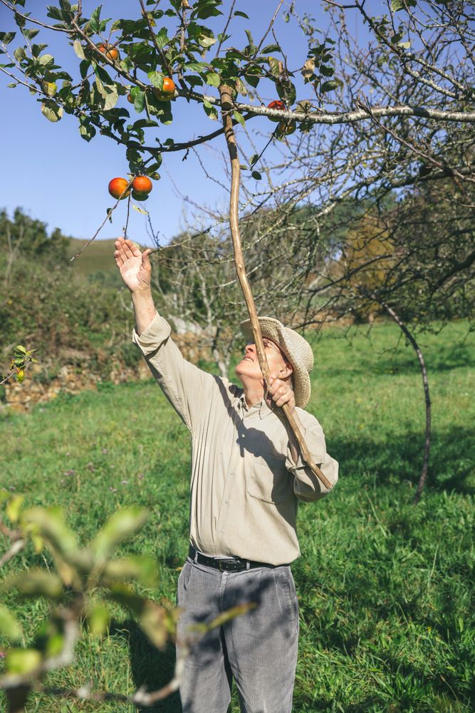 Older man picking apples with a wood stick on sunny day