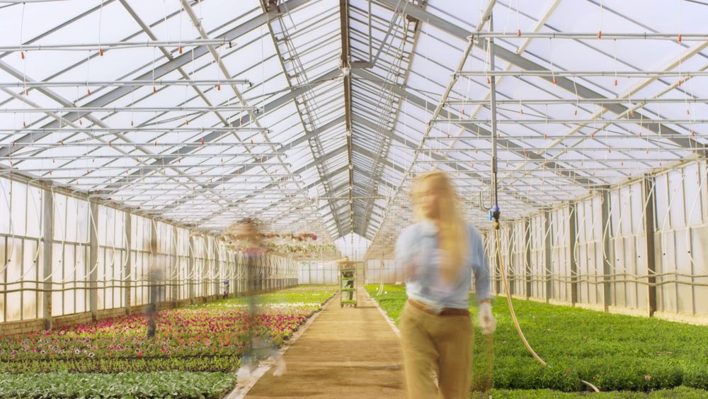 Shot of Busy Industrial Greenhouse Where Gardener's silhouettes Work on Growing Beautiful and Delicious Plants.