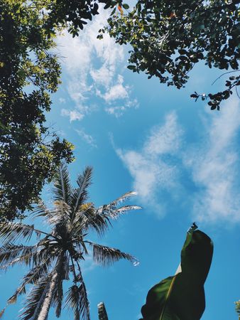 Tropical Paradise: Upward View of Lush Greenery Against a Vivid Blue Sky