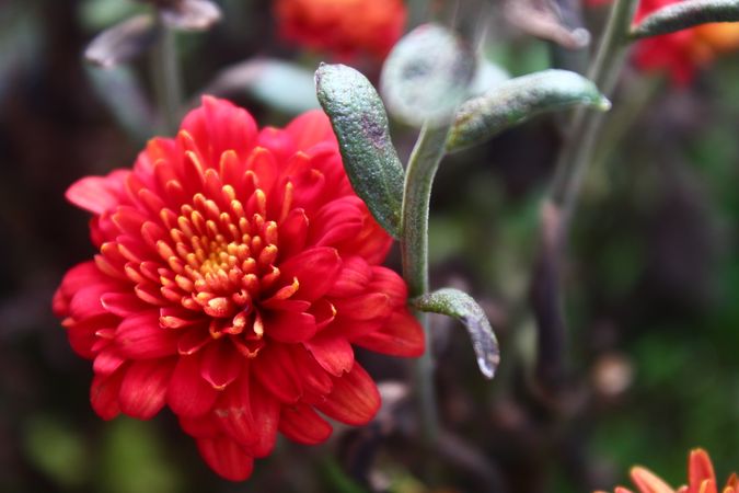 red flower