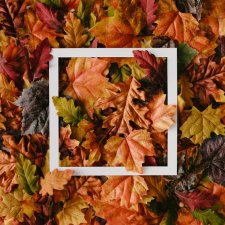 Autumn leaves with paper card note