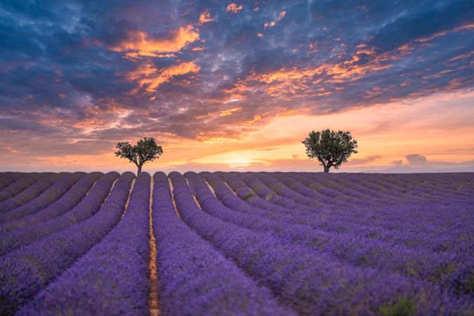 Rows of lavender in a vast field at sunset