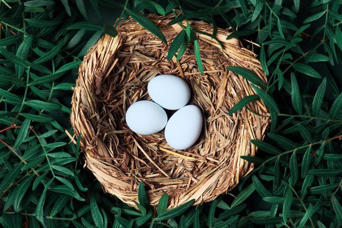 Top view of eggs in nest surrounded by green branches