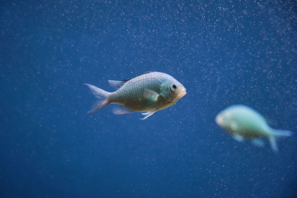 Damselfish swimming in blue water in aquarium