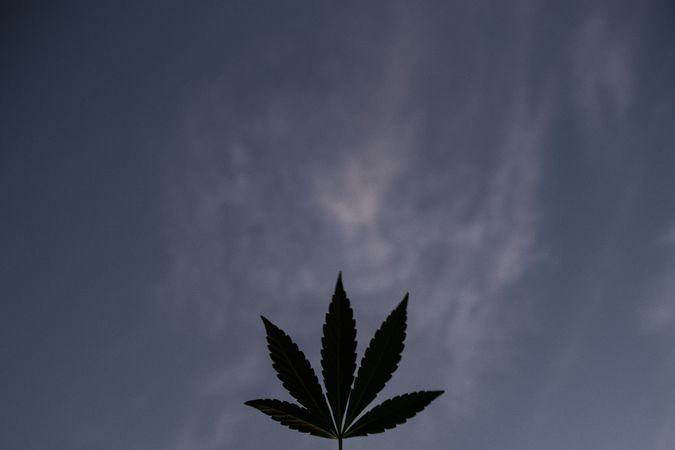 Silhouette of marijuana leaf against at night