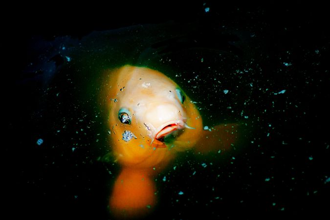 Yellow fish in dark water