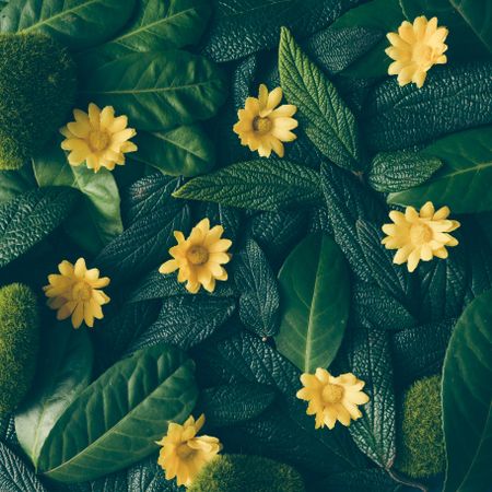 Creative layout made of green leaves and yellow flowers