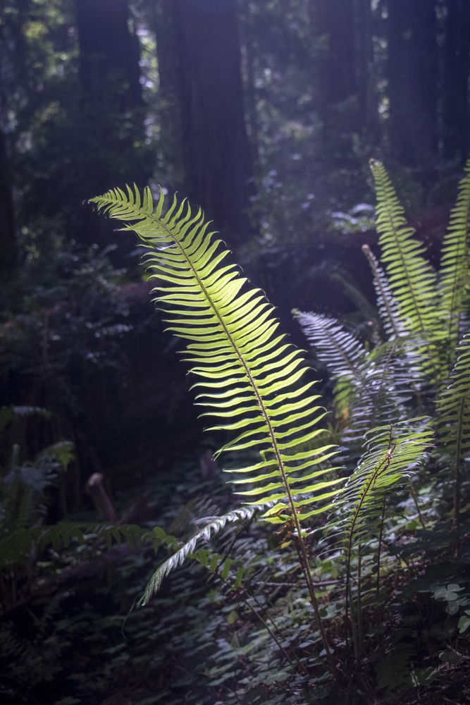 Fern leaf lit by sunlight in a dark forest