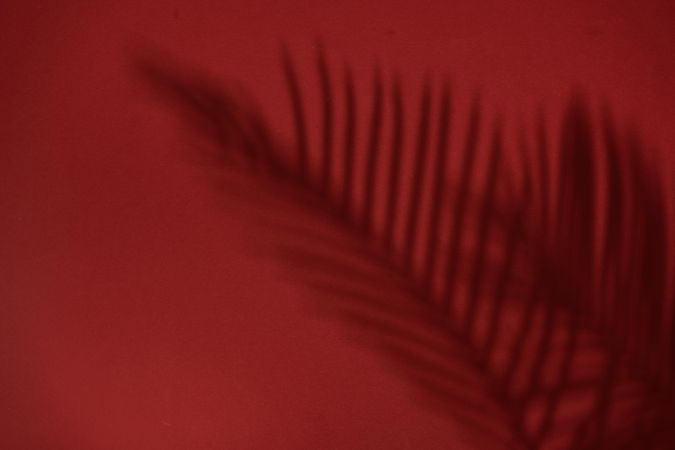 Top view of tropical leaf shadow on red background