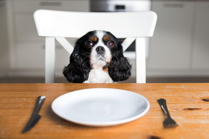 Cavalier spaniel sitting at dining table with plate, knife and fork