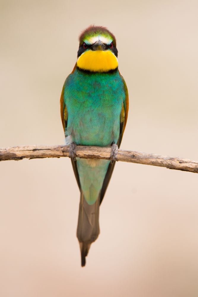 Bird standing on tree branch