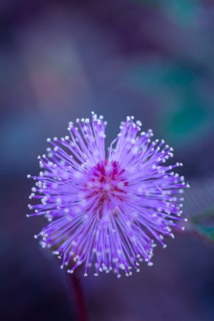 shameplant flower