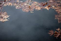 Fallen leaves floating on water